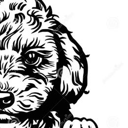 Poodles from Boston & Sky