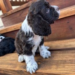 Nico - Brown and white male Cocker Spaniel puppy in La Veta, Colorado from BRX Country Cockers LLC