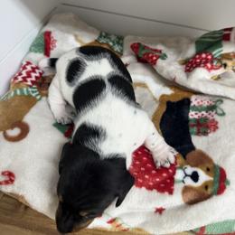Dachshund and Labradoodle Puppies from Muddy Bay Kennels
