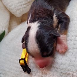 Miniature Australian Shepherd Puppies from Barnyard Mini Aussies