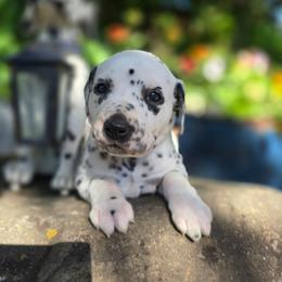Pink collar female - White and black female Dalmatian puppy in Valley, Washington from Loving spots Dalmatians