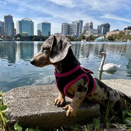Pebbles - Dachshund