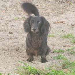 Dachshund All Grown Up from Sausage Squad Kennels