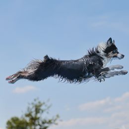 Hops - Australian Shepherd