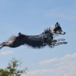 Hops - Australian Shepherd