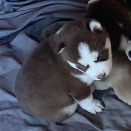 Siberian Husky Puppies from Great Warriors