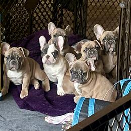 French Bulldog Puppies from Queenbeebullies