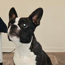 Chloe - Boston Terrier