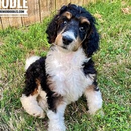 Willow - Bernedoodle