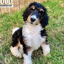Willow - Bernedoodle