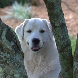 Golden Retrievers from Camp Rezy