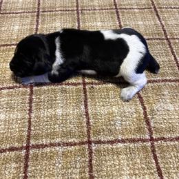 Male - Black and white male German Shorthaired Pointer puppy in Wadena, Minnesota from Helmbrecht GSP's