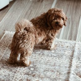 Gigi - Havanese