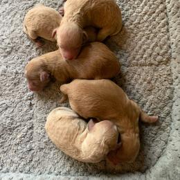 Girl 2 - Apricot female Goldendoodle puppy in Haddam, Kansas from Golden B Acres