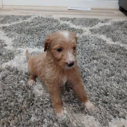 Lola - Cream female Goldendoodle puppy in Pleasant Hill, Iowa from Courtney Nicole's Mal Shihs & Goldendoodles