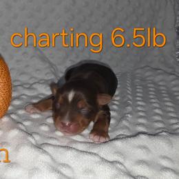 Saturn - Chocolate, tan and white male Yorkshire Terrier puppy in Lakeland, Florida from You Me & The Yorkies