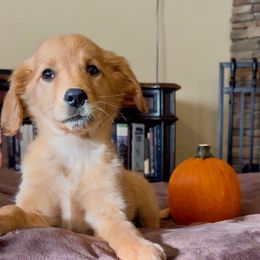 Pumpkin - Golden female Golden Retriever puppy in Albemarle, North Carolina from Companion Goldens of the Carolinas