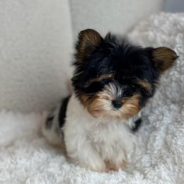 Louie - Black tan and white male Biewer Terrier puppy in Liberty, Texas from Tiny Yorkshire pups
