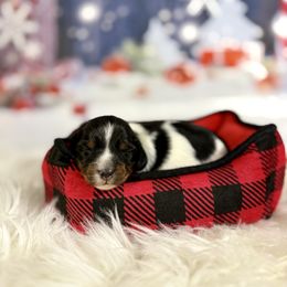 Standish - Piebald male Dachshund puppy in Westport, Kentucky from Lonestar Creek Farm
