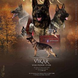 Vady - German Shepherd
