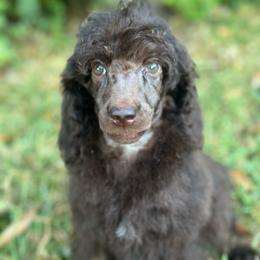 Rose - Phantom female Poodle puppy in Travelers Rest, South Carolina from Cotton Top