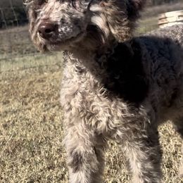 Australian Shepherds and Poodles from Ginger Blue Poodles