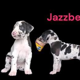 Jazzberry - Harlequin female Great Dane puppy in Brookings, South Dakota from Debonair Danes