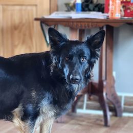 TYCHE - German Shepherd