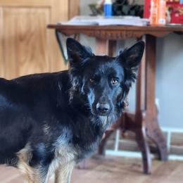 TYCHE - German Shepherd