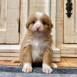 Red and White Bicolor - Red male Bernedoodle puppy in Brooksville, Florida from Kruger Doodles