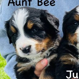 Aunt Bee - Black rust and white female Bernese Mountain Dog puppy in Paradise Valley, Nevada from Bayles Berners