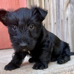 Pippy - Black female Scottish Terrier puppy in Chattanooga, Oklahoma from Lottie Dottie Scottie’s and Papillons