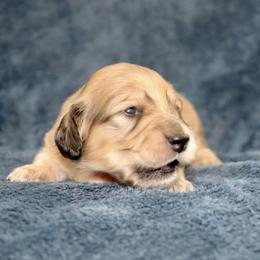 Acadia (Pink Band) - Cream female Dachshund puppy in Raleigh, North Carolina from McLovin Doxies