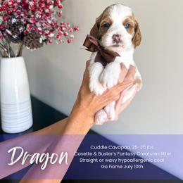 Dragon - White male Cavapoo puppy in South Jordan, Utah from Wonderful World Doodles