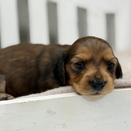 Heath - Red male Dachshund puppy in Goodyear, Arizona from D&C Royal Dachshunds LLC
