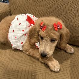 Precious - Red  female Poodle puppy in Mobile, Alabama from Semmy’s Standard Poodle LLC
