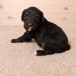Nevaeh - Phantom female Poodle puppy in Washington, Pennsylvania from Patriotic Poodles