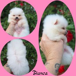 Bianca - White female Pomeranian puppy in Oologah, Oklahoma from GG's Pomeranians