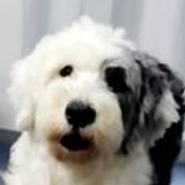 Bristol - Old English Sheepdog