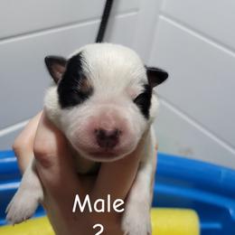 Zeus - Blue male Australian Cattle Dog puppy in Colbert, Oklahoma from LoveAHeeler