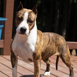 Dream - American Staffordshire Terrier
