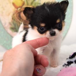 Paul - Black and white male Chihuahua puppy in Clinton, Missouri from RockyTop Hearts