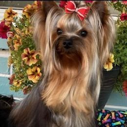 Yorkshire Terrier Puppies from Cantlon Yorkshire Terriers