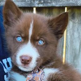 Atlas - Red and white male Siberian Husky puppy in Richland, Mississippi from Feazell’s Siberian Huskies