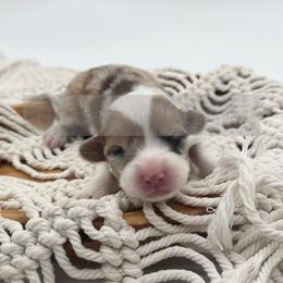 Lily Pad - 1800 - full fluffy - Red female Pembroke Welsh Corgi puppy in Rozet, Wyoming from Hayday Ranch Corgis