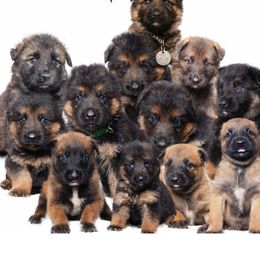 Belgian Malinois and German Shepherd Puppies from Runchkin Hill Farm and Kennel