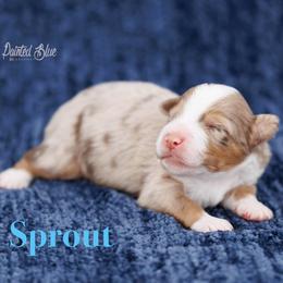 Sprout - Red merle male Miniature American Shepherd puppy in Herriman, Utah from Painted Blue Aussies