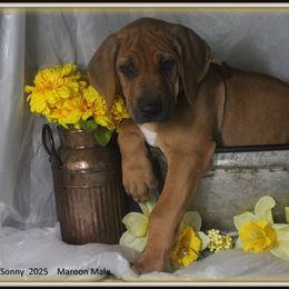 Maroon Male - Rd whtn blk nose male Rhodesian Ridgeback puppy in Caldwell, Texas from Mardi Gras Rhodesian Ridgebacks