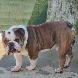 Benny - Brindle male Bulldog puppy in Hillsdale County, Michigan from KZ Bullies LLC