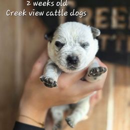 Girl 3 - Blue female Australian Cattle Dog puppy in Monroe, North Carolina from Creek View Cattle Dogs